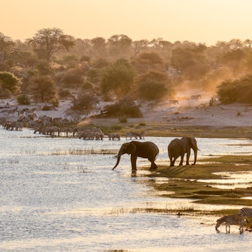 A guide to safari in Southern Africa