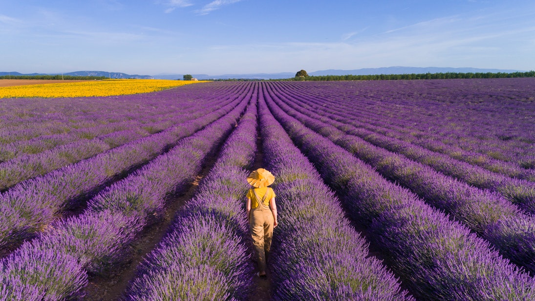 Woman enjoying the lavender fields in Provence. France. Aerial view.